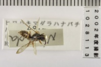 昆虫類