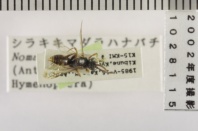 昆虫類