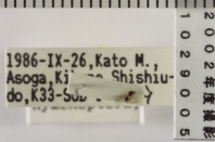 昆虫類