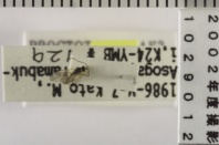 昆虫類