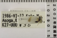 昆虫類
