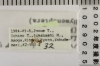 昆虫類