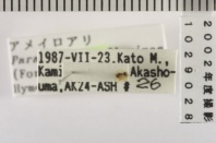 昆虫類