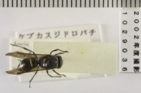 昆虫類