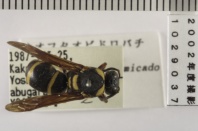昆虫類