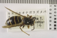昆虫類
