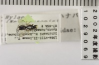 昆虫類