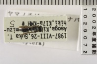 昆虫類