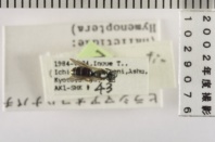 昆虫類