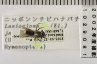 昆虫類