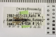 昆虫類