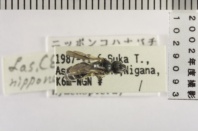 昆虫類