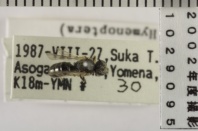 昆虫類