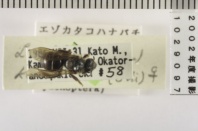 昆虫類