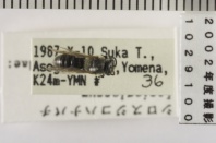 昆虫類
