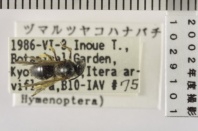 昆虫類