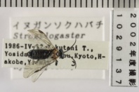 昆虫類