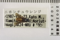 昆虫類