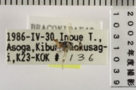 昆虫類