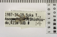 昆虫類