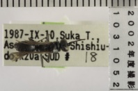 昆虫類