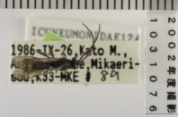 昆虫類