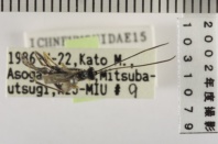 昆虫類