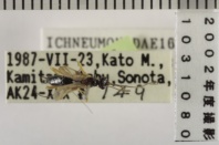 昆虫類