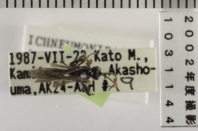 昆虫類