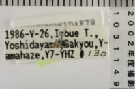 昆虫類