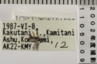 昆虫類