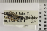 昆虫類