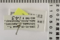昆虫類