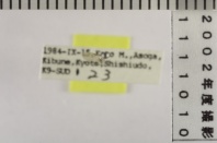 昆虫類