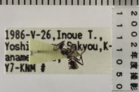 昆虫類