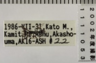 昆虫類