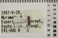 昆虫類
