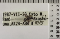 昆虫類