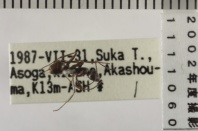 昆虫類