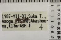 昆虫類