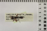 昆虫類