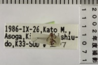 昆虫類