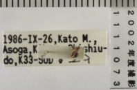 昆虫類
