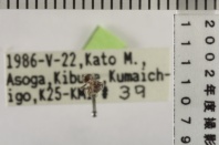 昆虫類