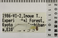 昆虫類