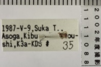 昆虫類