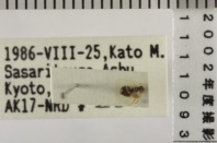 昆虫類