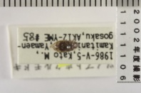昆虫類