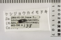 昆虫類