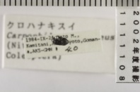 昆虫類